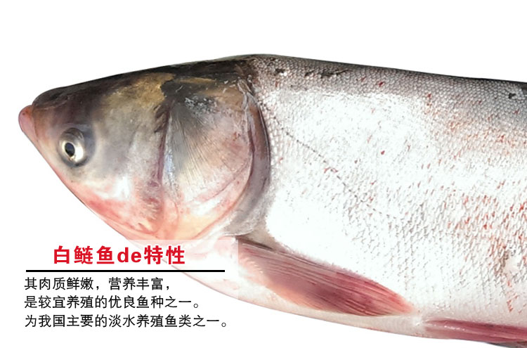 岛礼 鲜活白鲢鱼1kg 味道鲜美 天然海鲜 大连特产【大渔场】