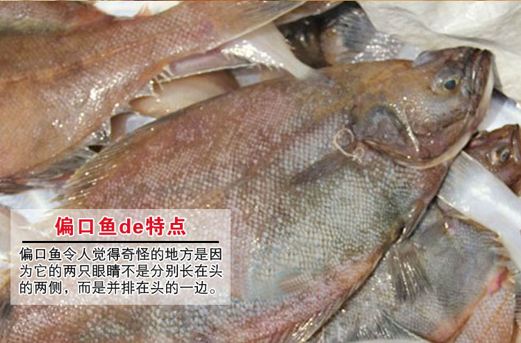 岛礼 新鲜大偏口鱼 2条/斤 纯野生 天然海鲜 大连特产【大渔场】