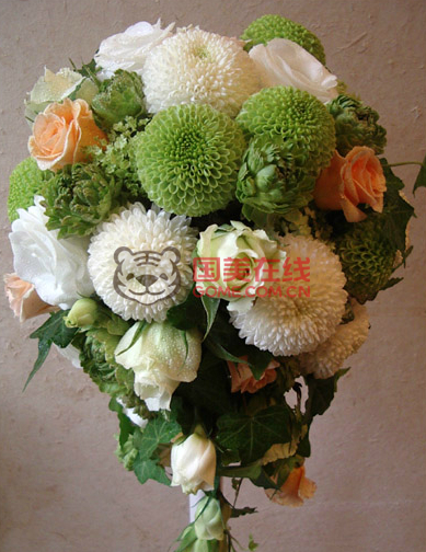 乒乓菊怎么样