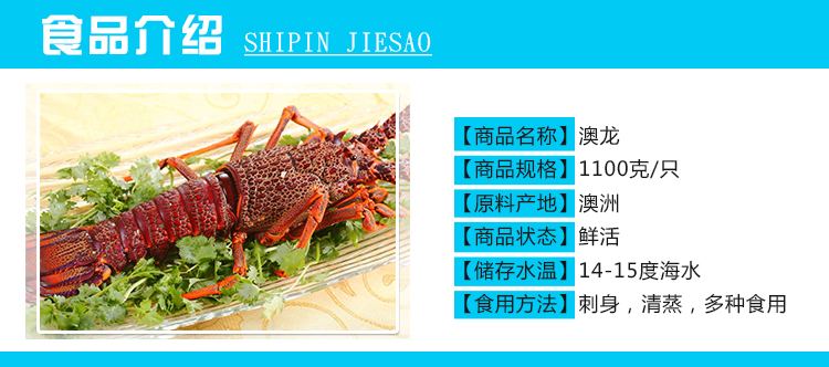 新鲜澳洲进口海鲜 大龙虾 澳龙 鲜活水产 优质澳洲大龙虾1100克/只