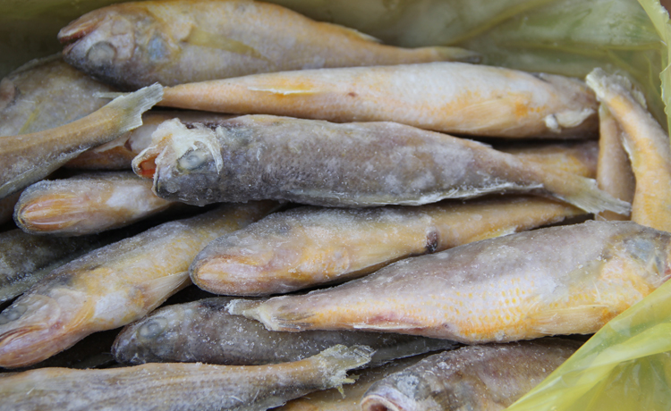 单冻黄花鱼礼盒 2500g/盒 黄花鱼 大黄鱼 *礼盒 礼包 【大渔场】