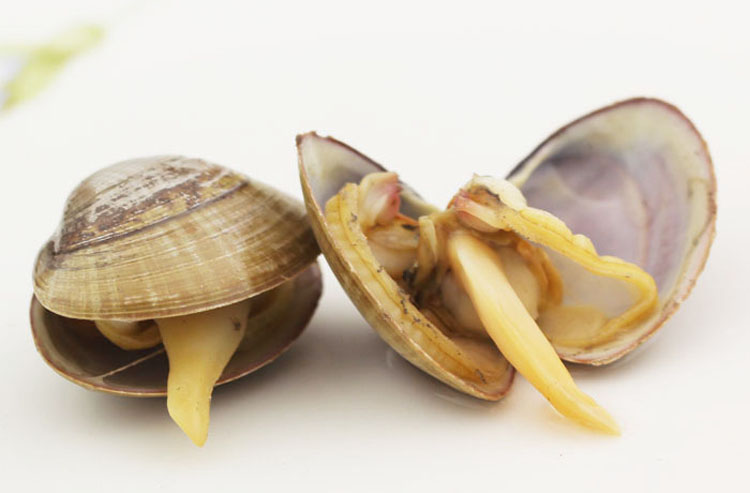 蚬子 花蚬子 500g 大连鲜活海鲜 大连特产 鲜活贝类 【大渔场】