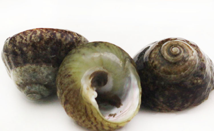 岛礼 香波螺(中) 波螺 500g 新鲜芝麻螺 大连鲜活海鲜 【大渔场】