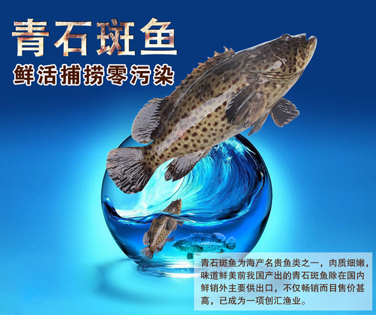 青石斑魚 1.