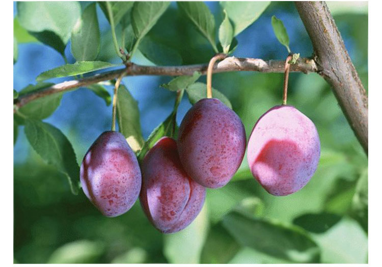 【食百味】新疆西梅 洋李子 国产新鲜西梅鲜果水果喀什特产 免费配送