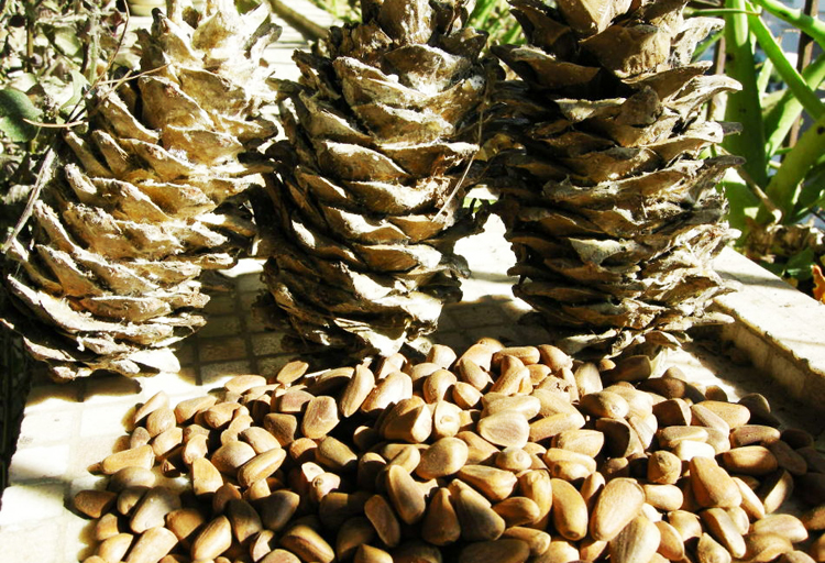 御龙源 松臻恋野生松子 山松子 手工开口松子 300g*2袋